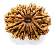 13 face nepal rudraksha